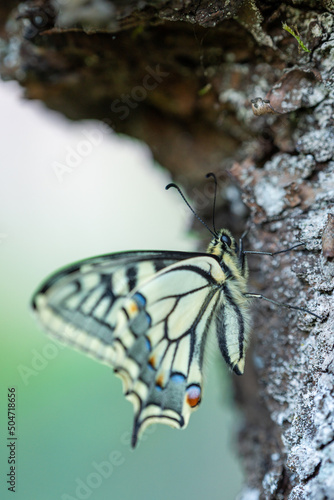 Schwalbenschwanz Schmetterling mit geschlossenen Flügeln am Kirschbaum - frisch geschlüpft photo