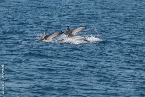 Delfines nadando © Santiago