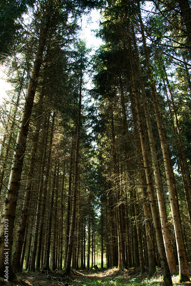 Pine forest with long tree trunks towards the sky perspective Pine forest with long tree trunks towards the sky perspective