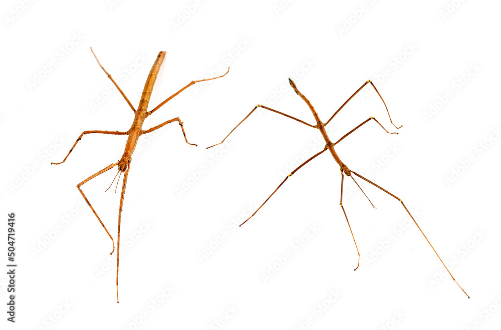 stick insect in studio stick insect in studio