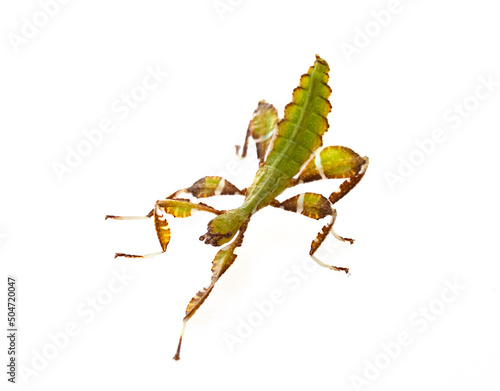  stick insect in studio photo