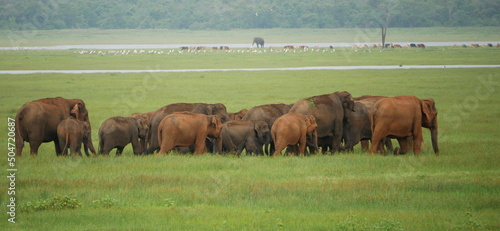 Canvas Print elephants on the move
