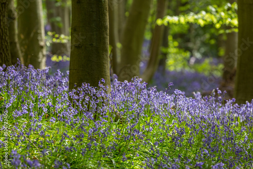 Amazing views as the Bluebells and Wild Garlic bloom in Bothal Woods, Morpeth, Northumberland
 photo