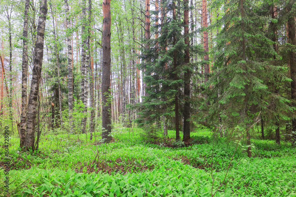 Obraz premium lilies of the valley landscape in the forest background, view of the forest green season