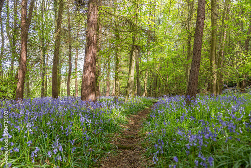 Fototapeta Naklejka Na Ścianę i Meble -  Amazing views as the Bluebells and Wild Garlic bloom in Bothal Woods, Morpeth, Northumberland
