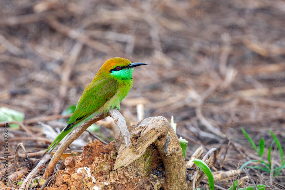 The blue-cheeked bee-eater (Merops persicus) is a near passerine bird in the bee-eater family, Meropidae The blue-cheeked bee-eater (Merops persicus) is a near passerine bird in the bee-eater family, Meropidae