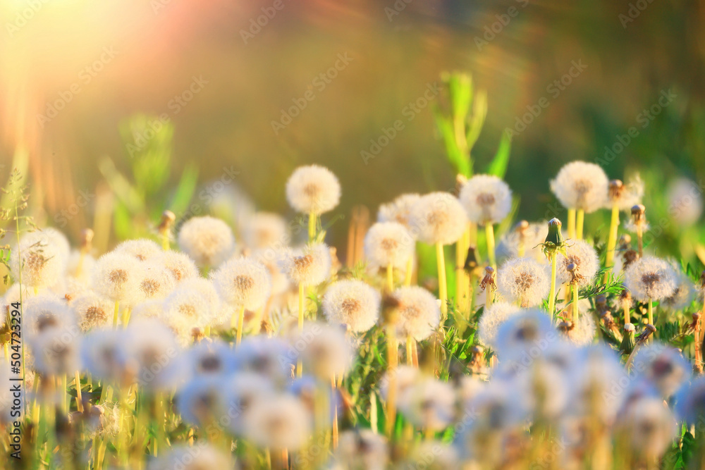 fluffy dandelions in a field flowers sunlight field nature