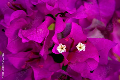 Bougainvillea is a genus of thorny ornamental vines, bushes, and trees belonging .