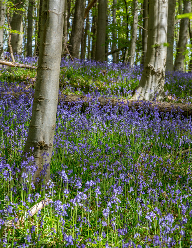 Amazing views as the Bluebells and Wild Garlic bloom in Bothal Woods, Morpeth, Northumberland
 photo