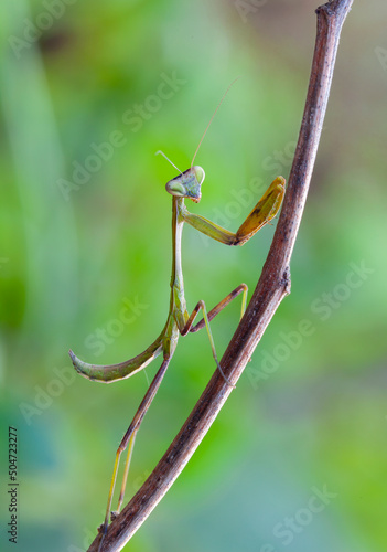 A mantis on a green bush. Close-up.