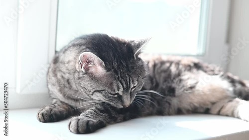 Grey tabby cat lies on the white sunlit window sill and carefully licks its forepaw grooming itself. Slow motion photo