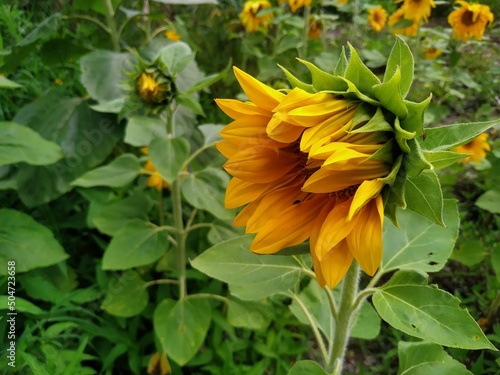 Blooming sunflower in the garden