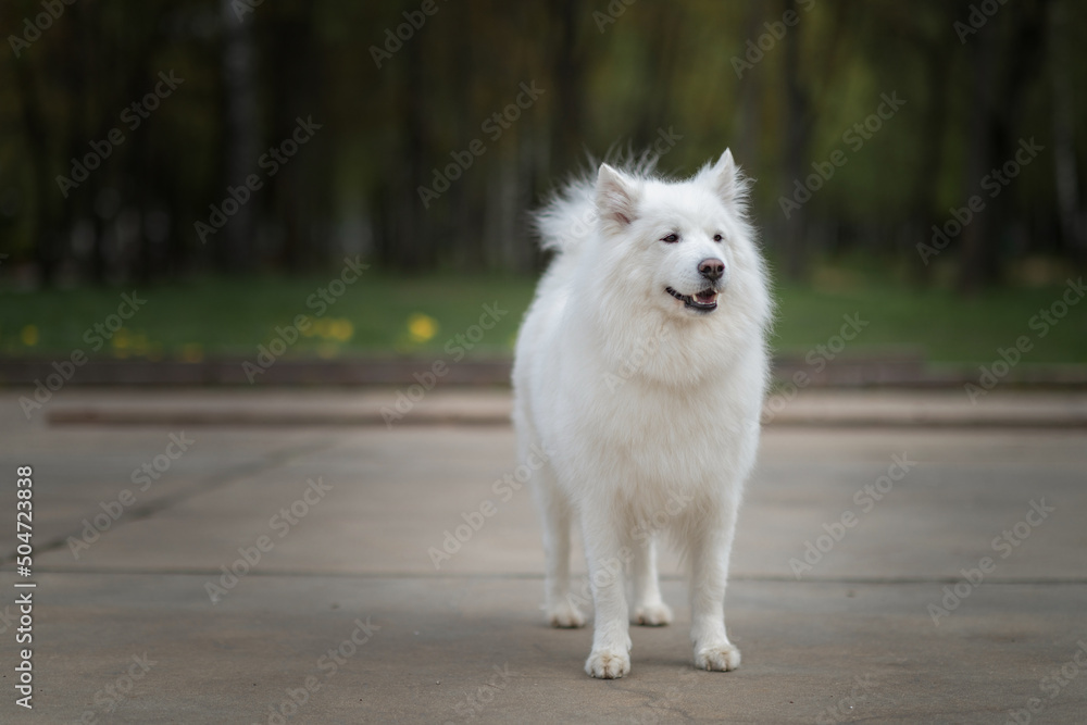 Portrait of a beautiful dog breed Samoyed in the city park. Portrait of a beautiful dog breed Samoyed in the city park.