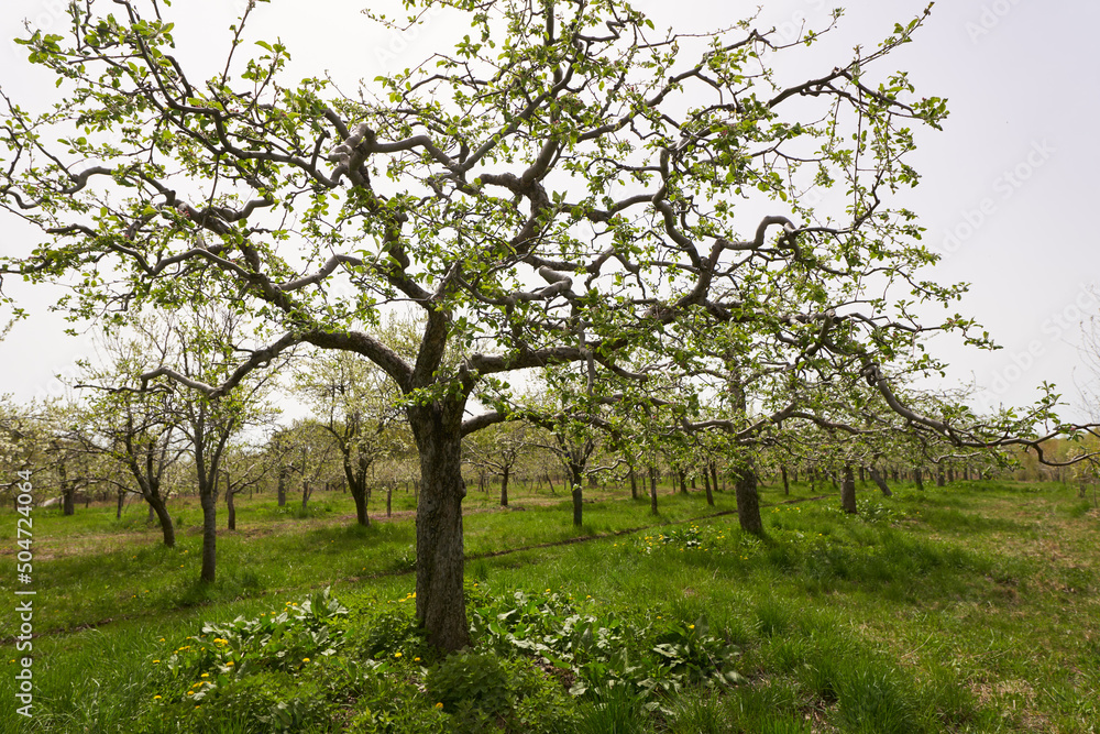 Apple trees in the orchard