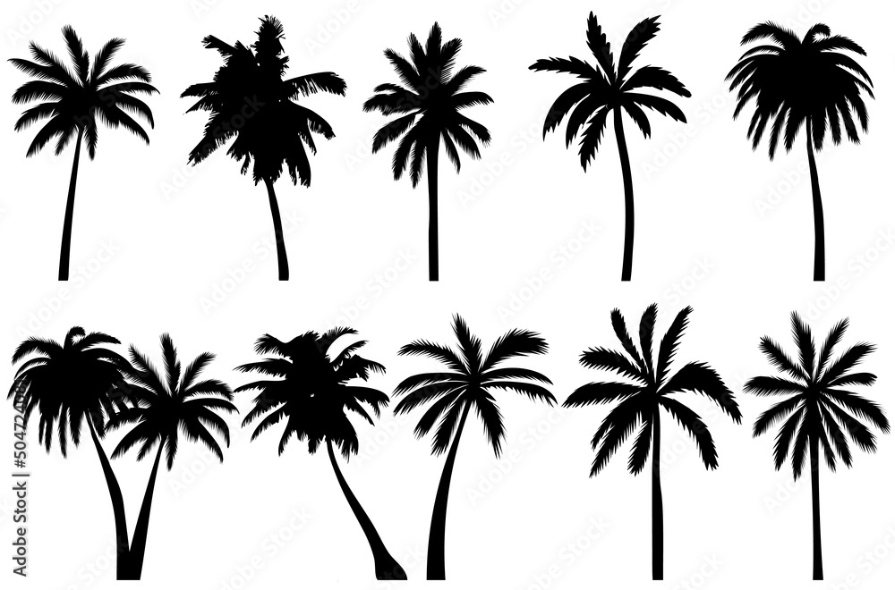 palm trees set silhouette, on white background, isolated, vector