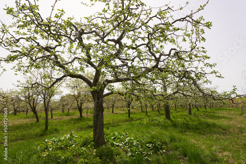 Fototapeta Naklejka Na Ścianę i Meble -  Apple trees in the orchard