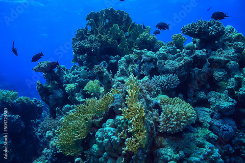 tropical sea underwater background diving ocean