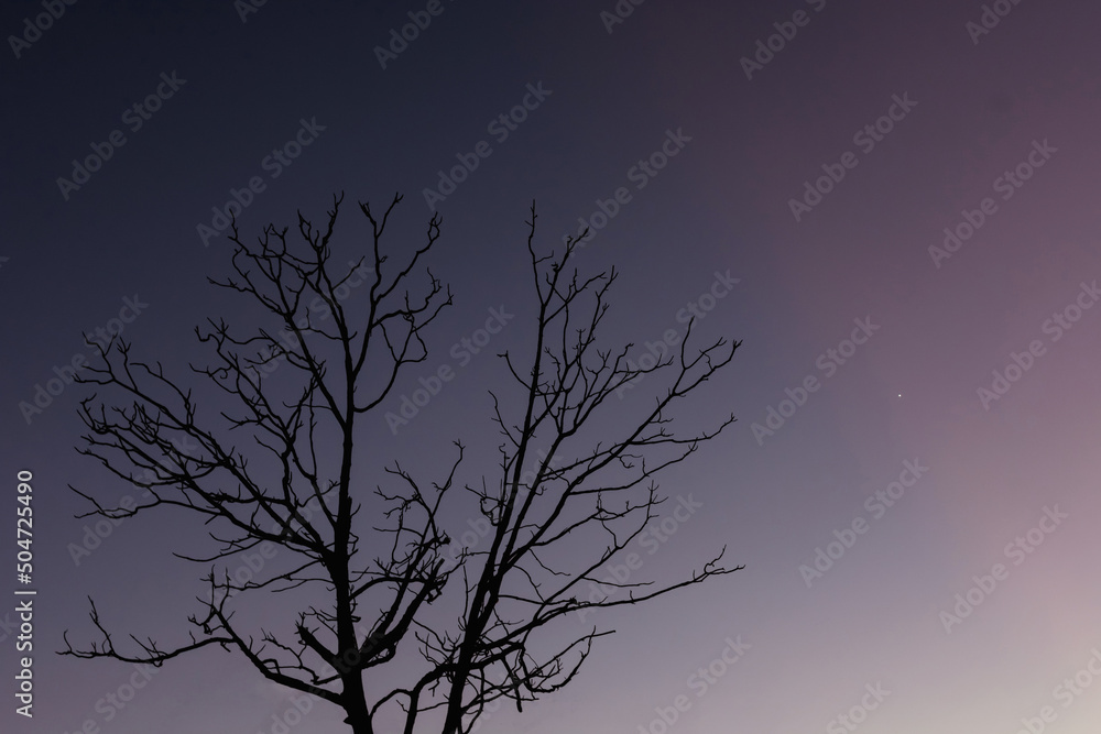 a silhouette of a bare tree against a dark purple sky. a silhouette of a bare tree against a dark purple sky.