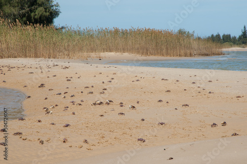 Fiddler crabs Afruca tangeri in the Senegal River. Langue de Barbarie National Park. Saint-Louis. Senegal. photo