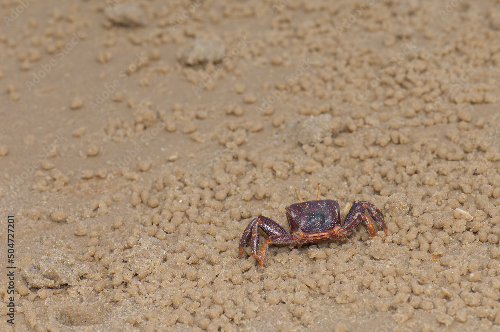 Female fiddler crab Afruca tangeri. Langue de Barbarie National Park. Senegal River. Saint-Louis. Senegal. Female fiddler crab Afruca tangeri. Langue de Barbarie National Park. Senegal River. Saint-Louis. Senegal.