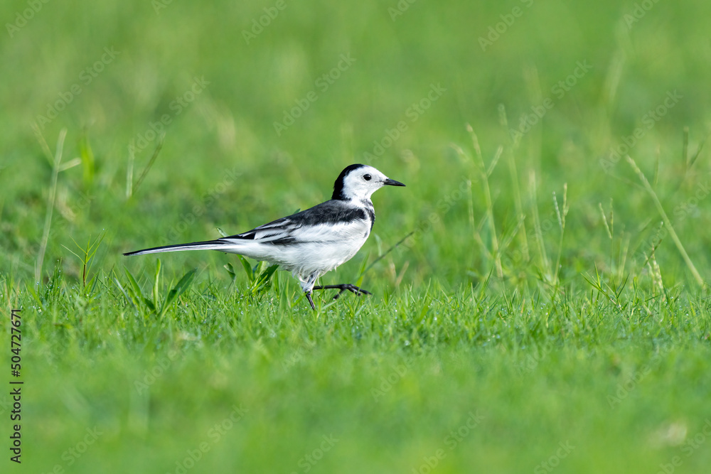Fototapeta premium Close-up of a black-backed wagtails walking in the grass