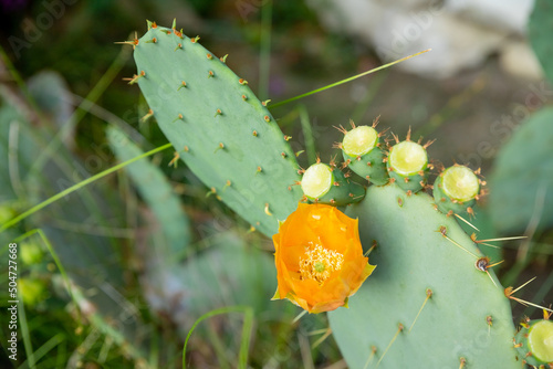 Closeup of the yellow flower of the Eastern Prickly Pear Cactus ,Opuntia humifusa.Santa Rita Prickly Pear of the Sonoran Desert changes colors due to the available light and season © Yulia