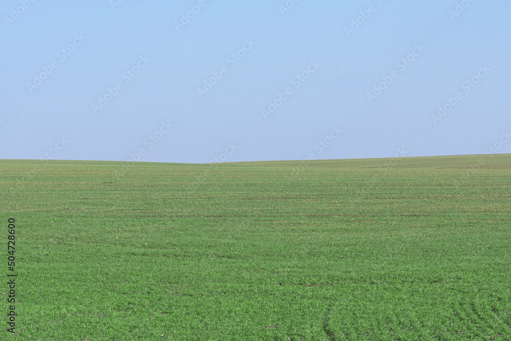 Fototapeta premium Green field with blue sky as background.