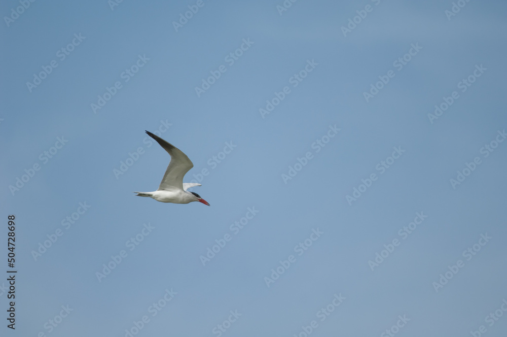 Caspian tern Hydroprogne caspia in flight. Langue de Barbarie National Park. Senegal River. Saint-Louis. Senegal.