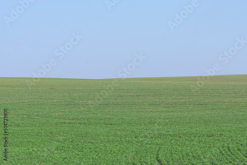 Green field with blue sky as background. © Nikolay
