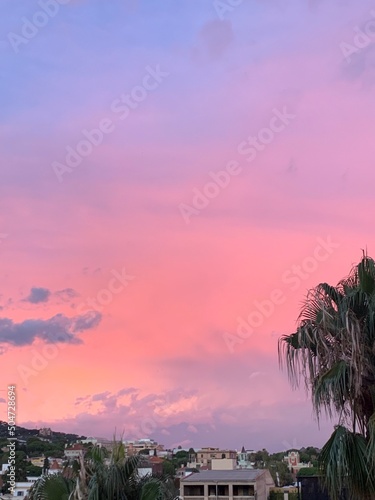 la palmera