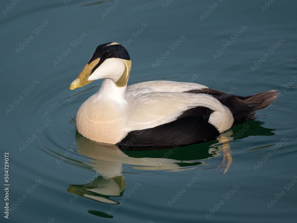 Male Eider duck swimming along the shores of the Upper Zurich Lake (Obersee), Rapperswil, Sankt Gallen, Switzerland Male Eider duck swimming along the shores of the Upper Zurich Lake (Obersee), Rapperswil, Sankt Gallen, Switzerland
