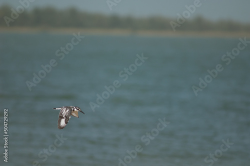Pied kingfisher Ceryle rudis in flight. Senegal River. Langue de Barbarie National Park. Saint-Louis. Senegal.