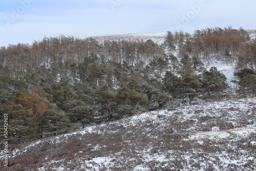 braemar forest in snow cairngorms