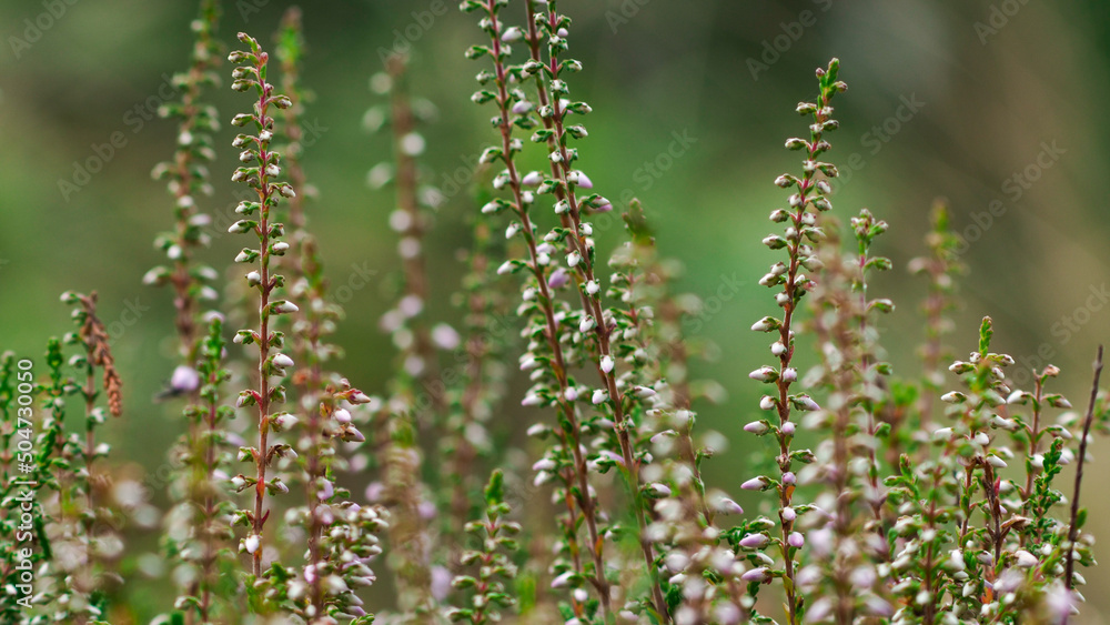 Macro de fleurs de bruyère sauvages, dans la forêt des Landes de Gascogne. Elles sont abondantes en été Macro de fleurs de bruyère sauvages, dans la forêt des Landes de Gascogne. Elles sont abondantes en été