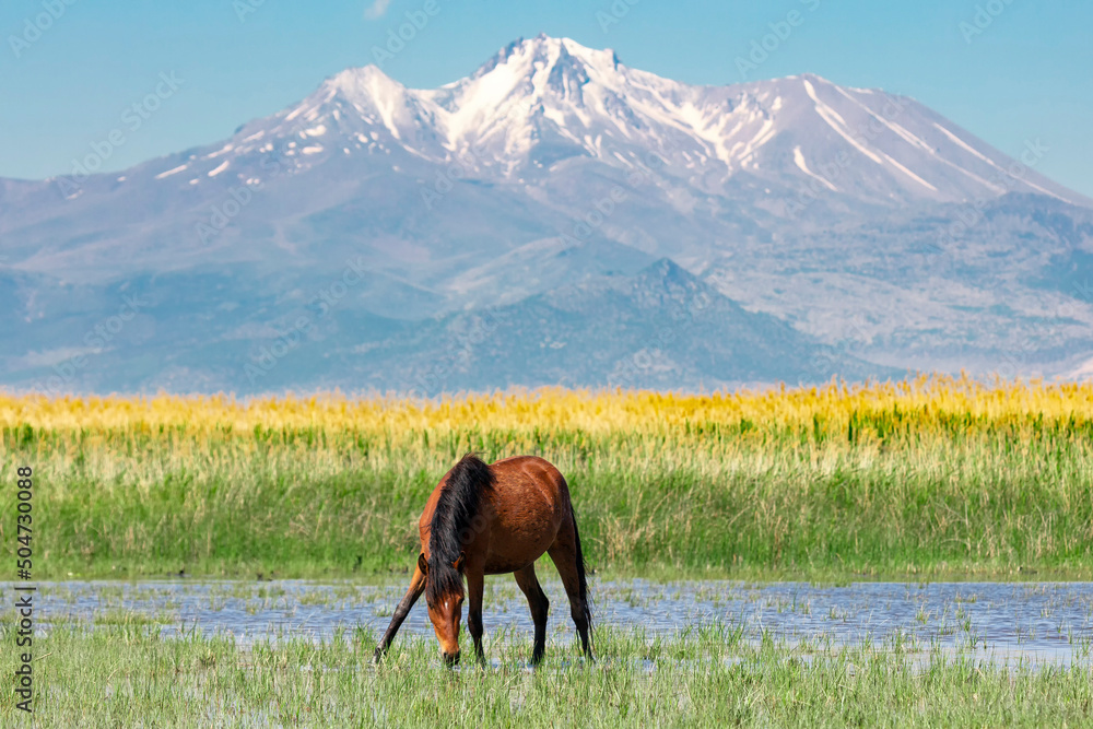 Obraz premium a wild horse and erciyes mountain behind it