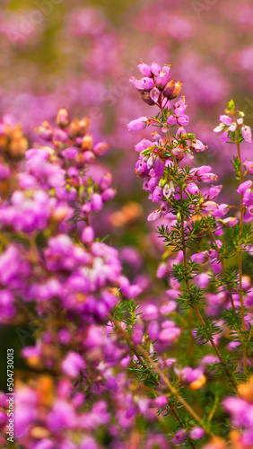 Macro de fleurs de bruyère sauvages, dans la forêt des Landes de Gascogne.  Elles sont abondantes en été