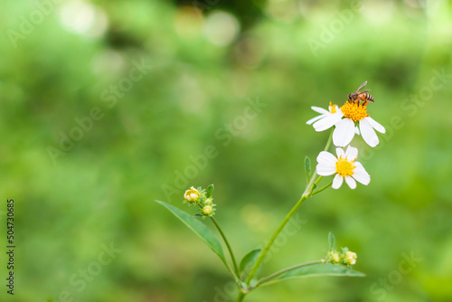Beautiful nature background with a bee perching on orange pollen of white flowers (daisies) blooming in spring forest. Concept: wild life wallpaper