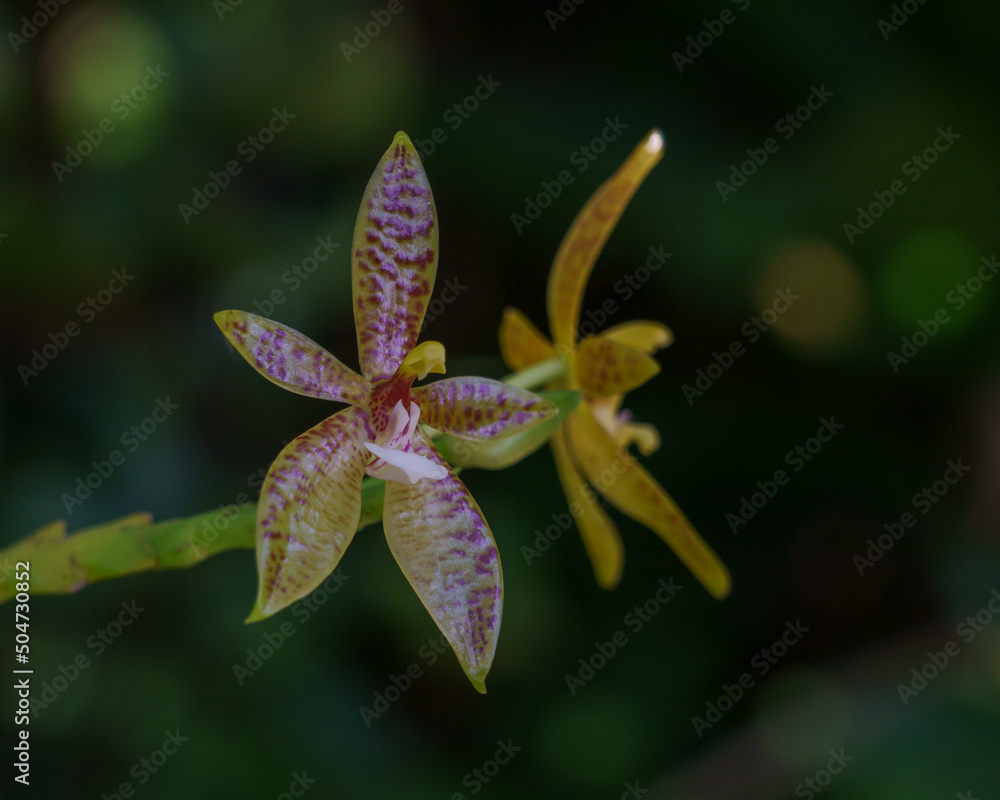 Closeup view of beautiful yellow orange and red flowers of tropical epiphytic orchid species phalaenopsis cornucervi isolated outdoors on dark natural background - obrazy, fototapety, plakaty 