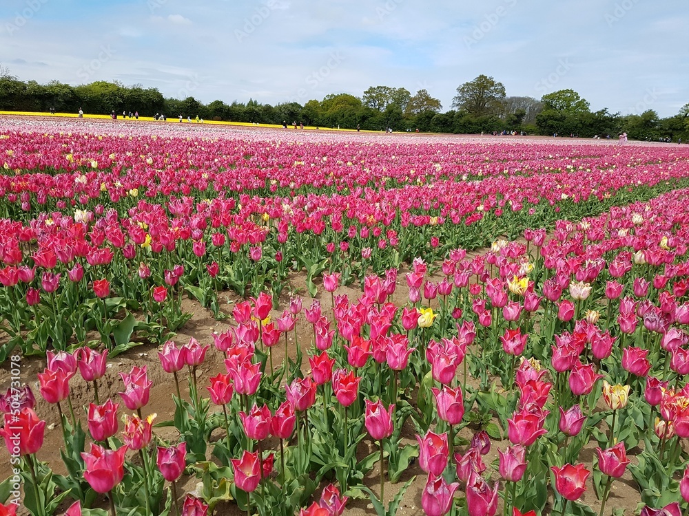 Norfolk Tulips | UK Tulips | British Tulips | Tulips for Tapping 2022 | Norfolk Tulip Fields