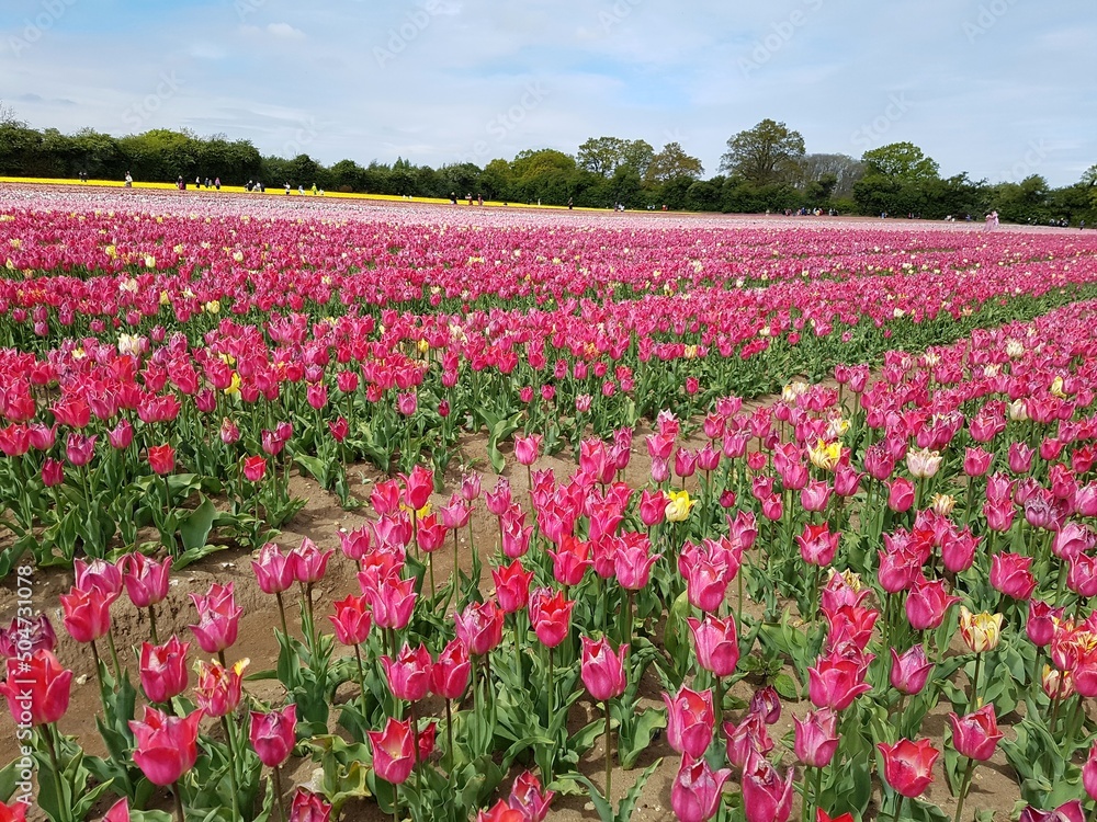 Norfolk Tulips | UK Tulips | British Tulips | Tulips for Tapping 2022 | Norfolk Tulip Fields Norfolk Tulips | UK Tulips | British Tulips | Tulips for Tapping 2022 | Norfolk Tulip Fields