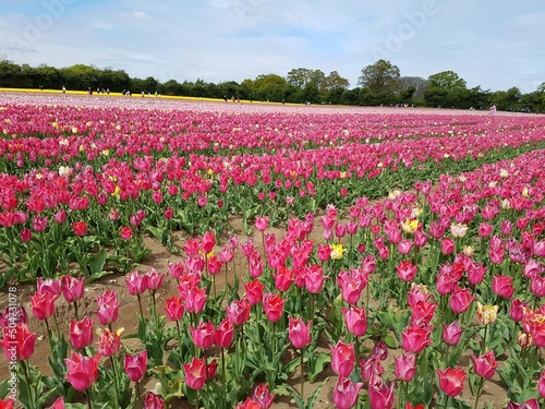 Wallpaper Mural Norfolk Tulips | UK Tulips | British Tulips | Tulips for Tapping 2022 | Norfolk Tulip Fields Torontodigital.ca