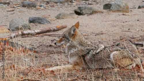 Obraz na plátně Wild furry wolf, gray coyote or grey coywolf, autumn forest glade, Yosemite national park wildlife, California fauna, USA