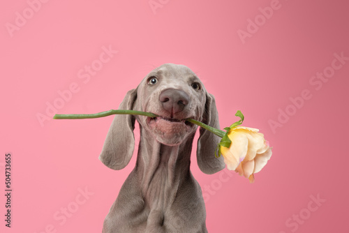 Cute Weimaraner puppy on a pink background