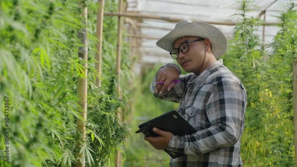 Male Asian entrepreneur smart farmer checking on his cannabis plants in his green house, alternative medical concept Male Asian entrepreneur smart farmer checking on his cannabis plants in his green house, alternative medical concept