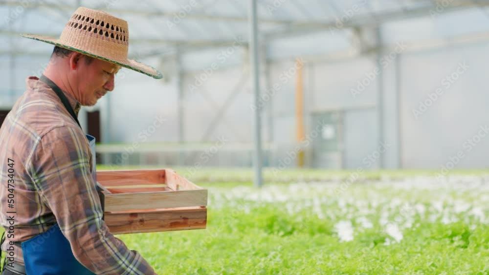 A senior Asian male farmer holds a vegetable basket at an organic hydroponics farm and Harvesting produce put in containers to deliver to customers. Portrait of a man working in a greenhouse. A senior Asian male farmer holds a vegetable basket at an organic hydroponics farm and Harvesting produce put in containers to deliver to customers. Portrait of a man working in a greenhouse.