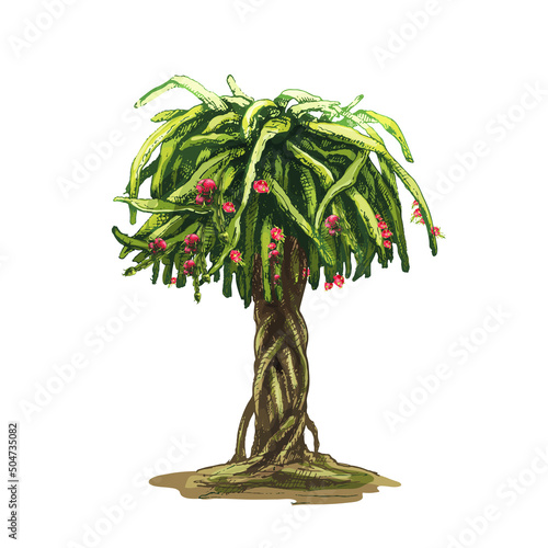 715_dragon fruit plant Dragon Fruit, Hylocereus, Pitahaya, Pitahaya, Hand drawn vector illustration of a tree, pitaya stems, with fruits on a white background