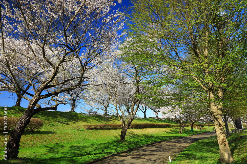 岩手県奥州市前沢区　満開の桜並木