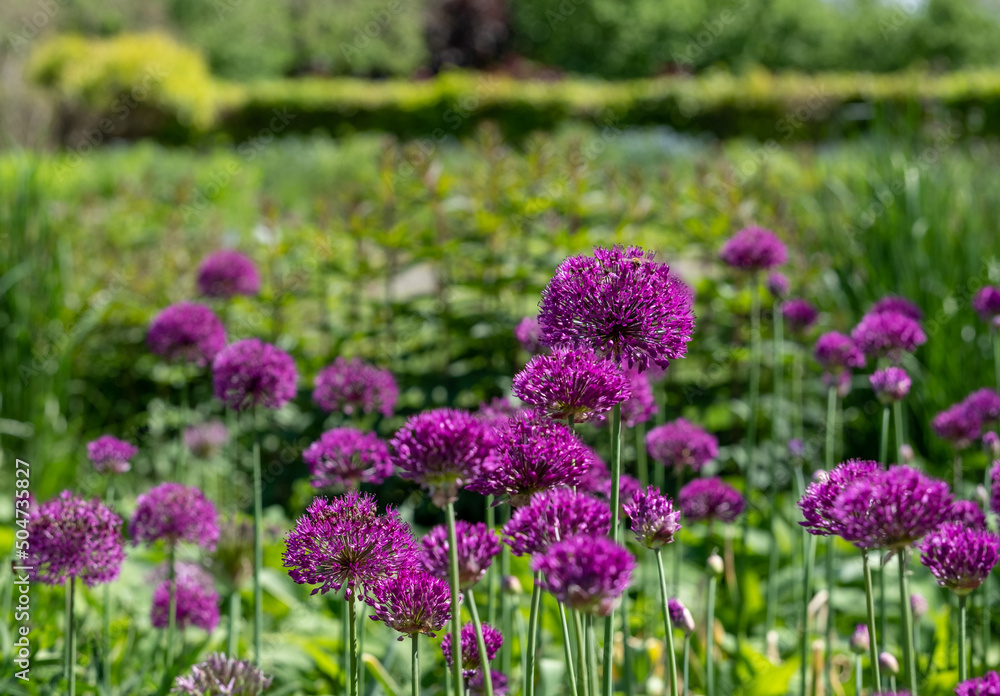 Cluster of purple allium flowers on tall stems growing in a grassy ...