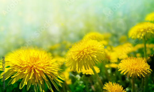 Beautiful flowers of yellow dandelions in nature in warm summer  or spring on a meadow in sunny weather.