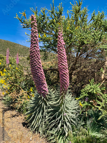 Echium perezii (pink bugloss or tajinaste rosado) is one of the most spectacular flowering plants on the peaks of the Island of La Palma. Canary Islands photo